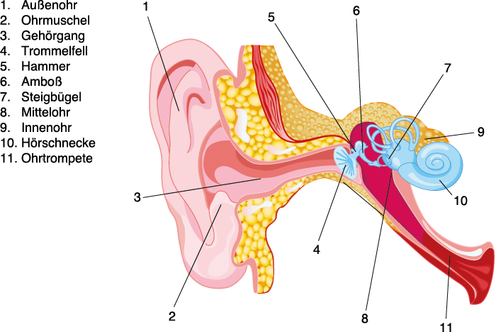 schematische Darstellung eines Ohres